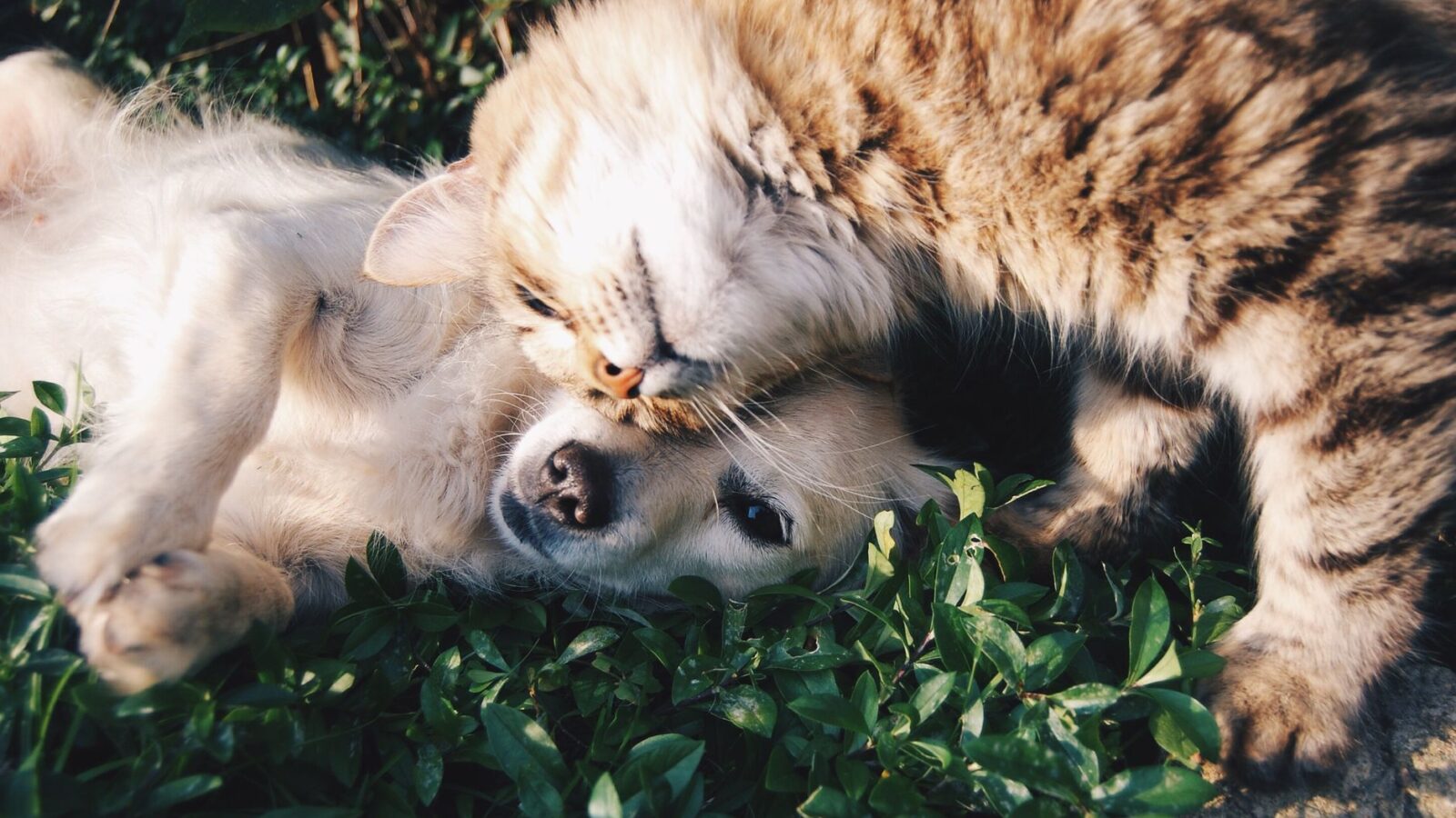 Complete Pet Care Guide Essential Supplies and Products for Happy Healthy Pets