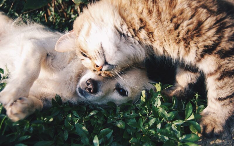 Complete Pet Care Guide Essential Supplies and Products for Happy Healthy Pets
