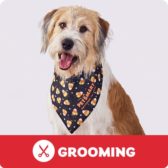 Tan and white dog wearing black bandana with food pattern, smiling with tongue out