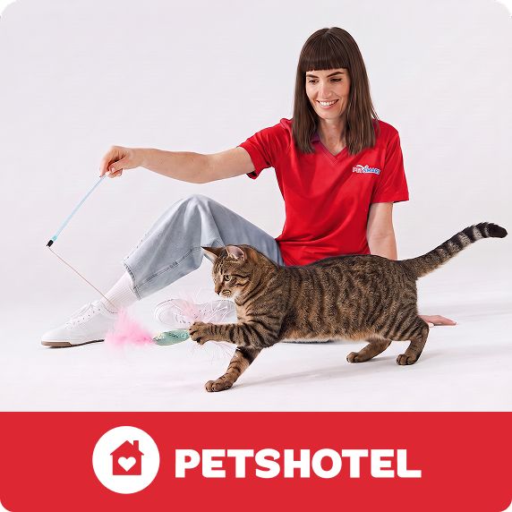 Woman in red PetSmart shirt playing with tabby cat using feather toy