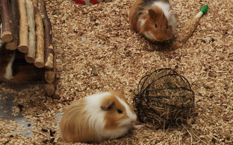 The Complete Guide to Choosing Quality Pet Supplies for Your Home