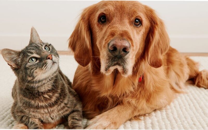 PetSmart Vitamins & Supplements Comparing Product Lines for Different Pet Needs