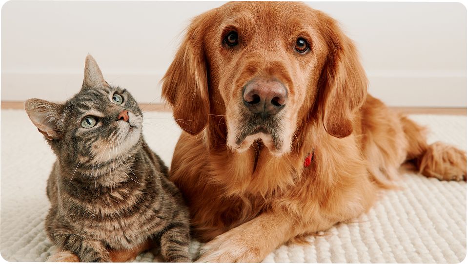 PetSmart Vitamins & Supplements Comparing Product Lines for Different Pet Needs